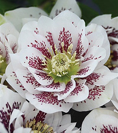 Wedding Party™ Confetti Cake Lenten Rose